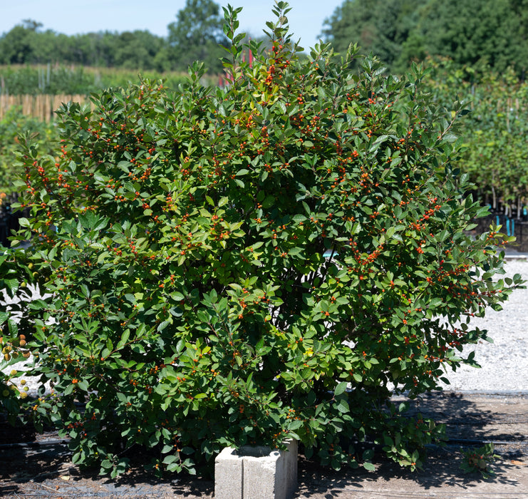 Winterberry Holly (Ilex verticillata)