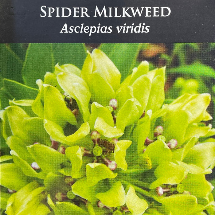 Seed Pack - Spider Milkweed (Asclepias viridis)