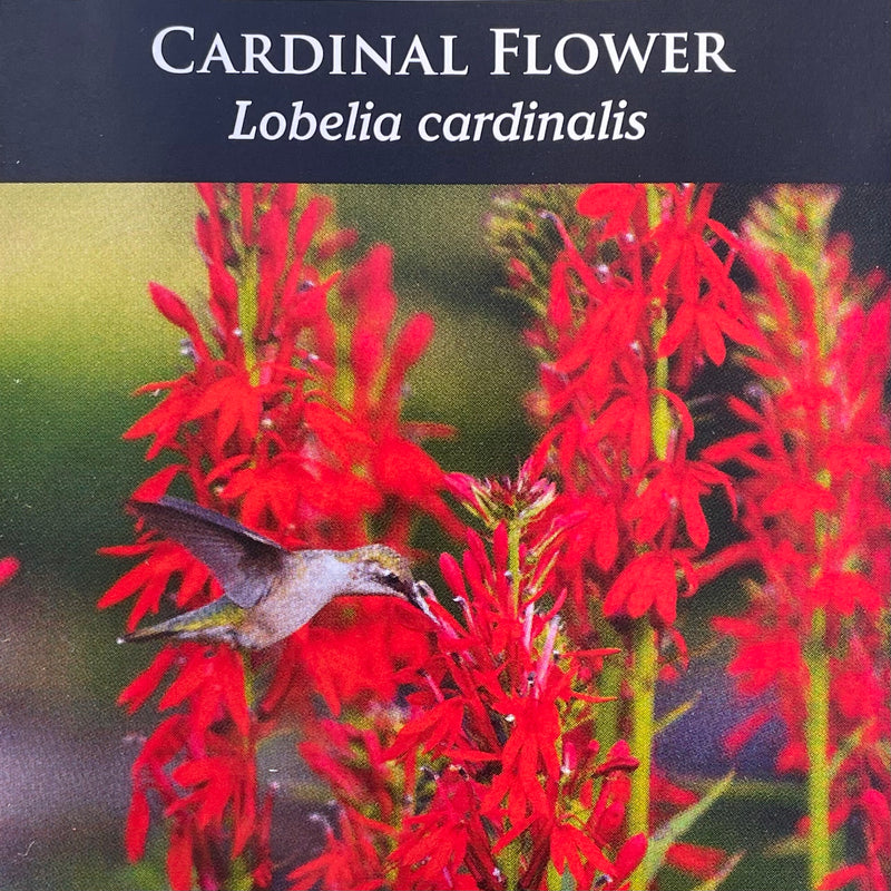 Seed Pack - Cardinal Flower (Lobelia cardinalis)