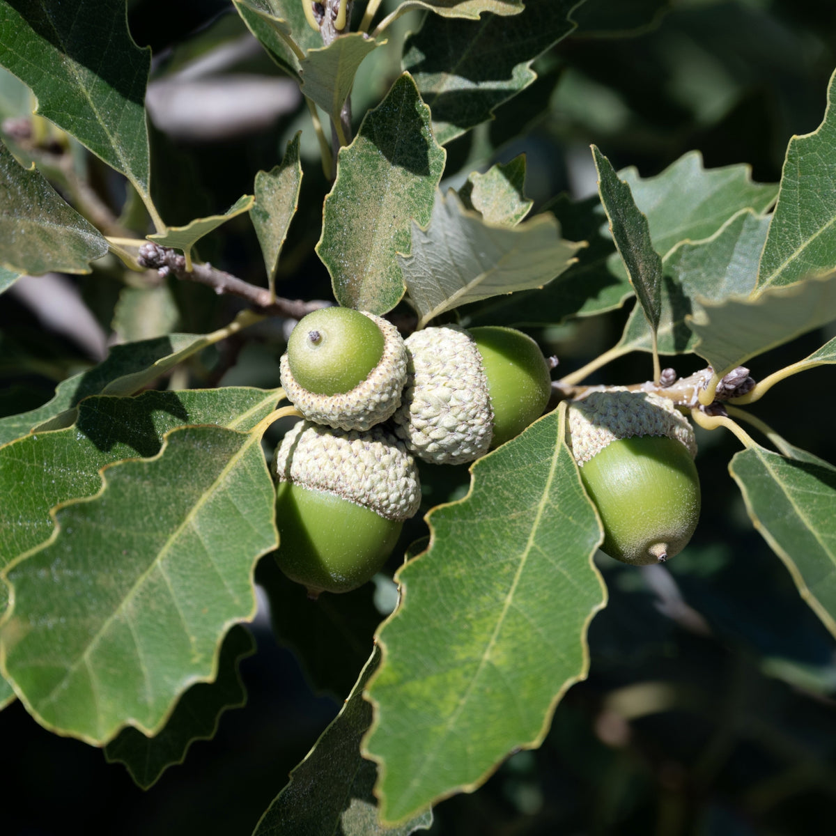 Dwarf Chinquapin Oak (Quercus prinoides) — Native Plants Unlimited LLC