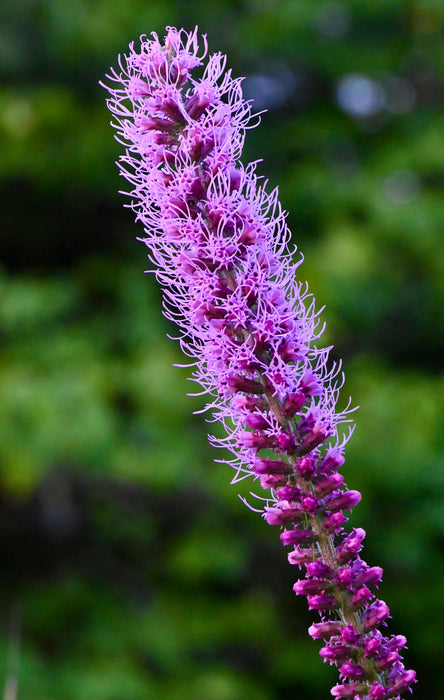blazing star flower seeds Seed Pack