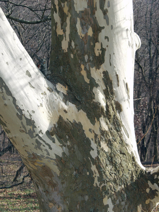 American Sycamore (Platanus occidentalis)