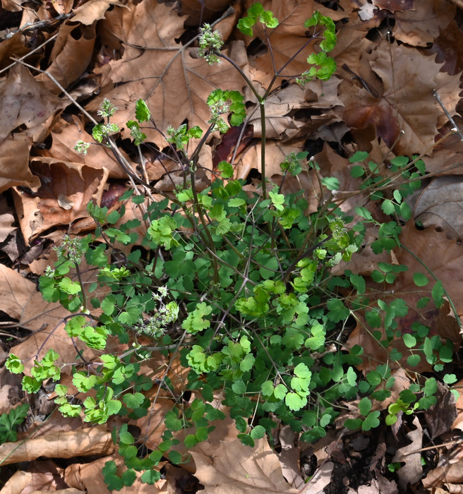 Early Meadow Rue (Thalictrum dioicum)