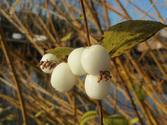 Snowberry (Symphoricarpos albus)