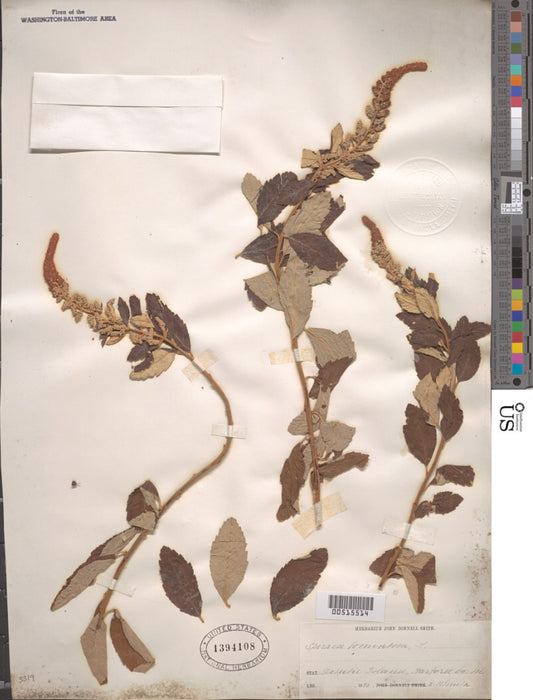 Steeplebush (Spiraea tomentosa)