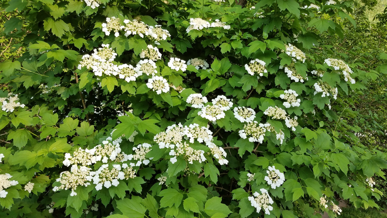 American Highbush Cranberry (Viburnum opulus var. americanum)