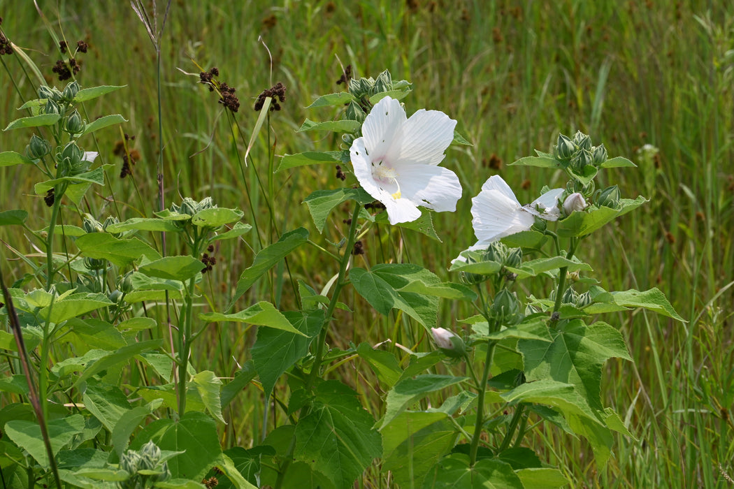 Seed Pack - Rose Mallow (Hibiscus laevis)