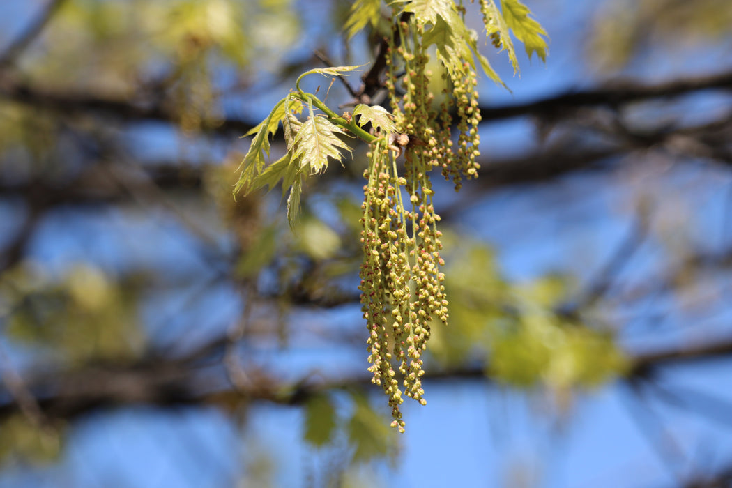 Shumard Oak (Quercus shumardii)