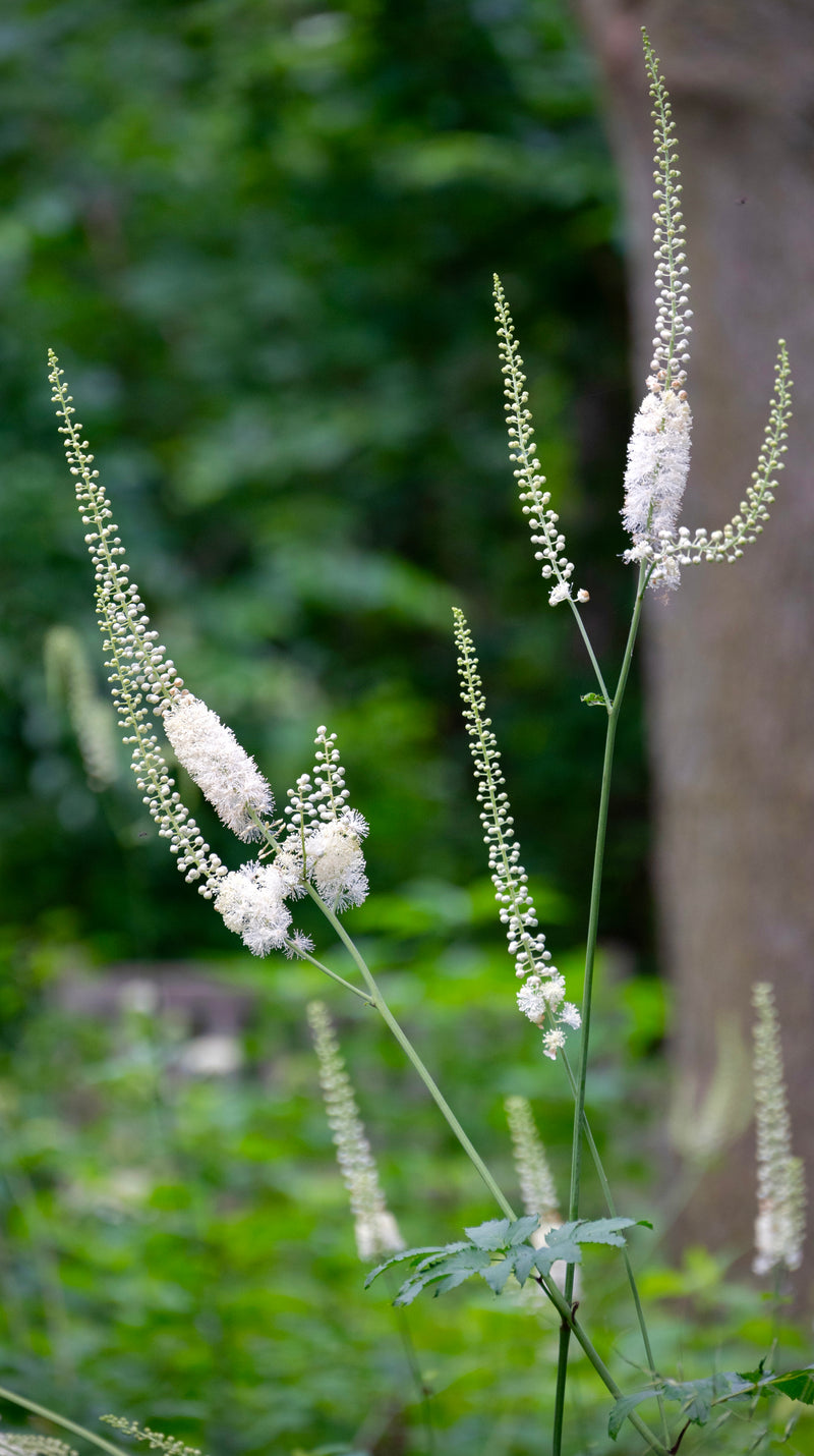 Black Cohosh (Actaea racemosa) BARE ROOT - SHIPS BEGINNING WEEK OF 12/8