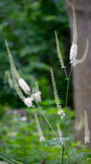 Black Cohosh (Actaea racemosa) BARE ROOT - SHIPS BEGINNING WEEK OF 12/8