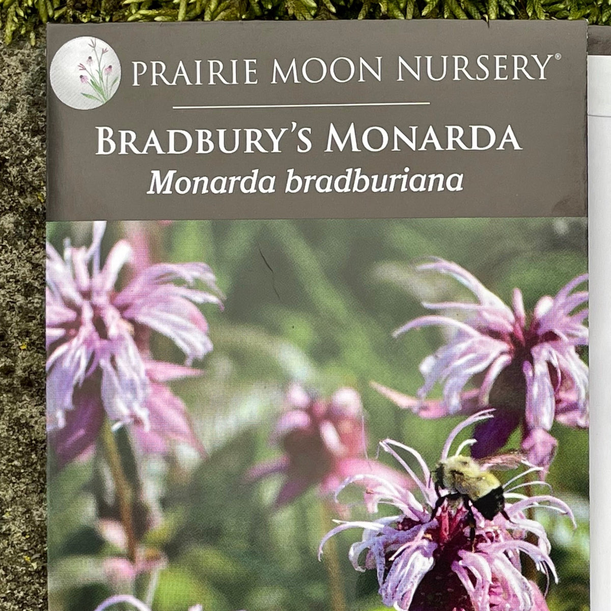 Monarda Bradburiana Range