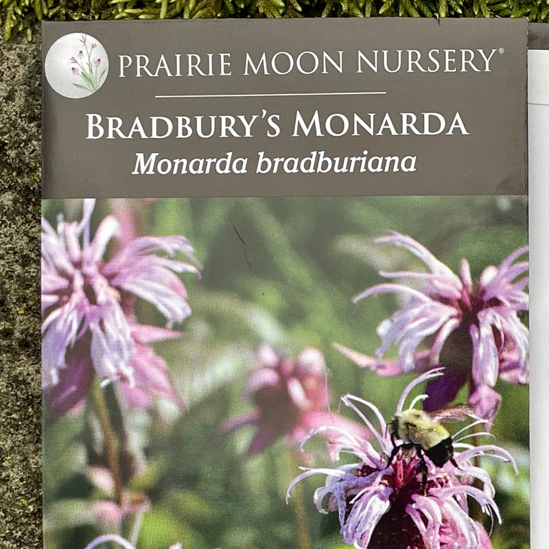 Seed Pack - Bradbury’s Monarda (Monarda bradburiana)