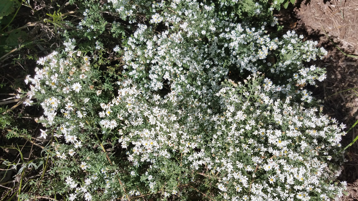 Heath Aster (Symphyotrichum ericoides) 2x2x3" Pot