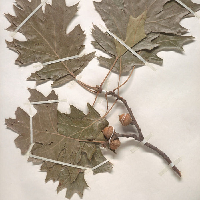 Black Oak (Quercus velutina)