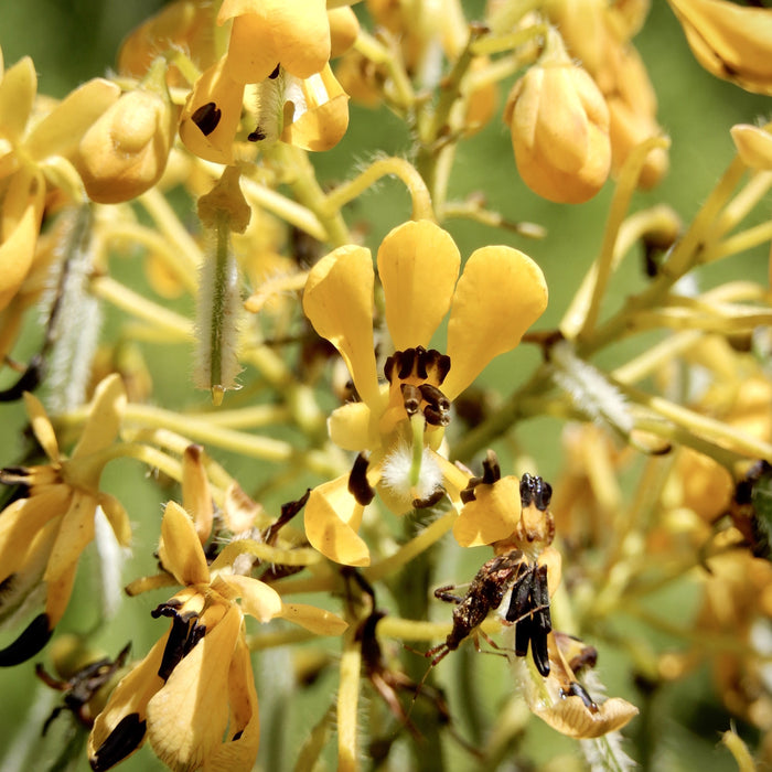 Wild Senna (Senna hebecarpa) 2x2x3" Pot