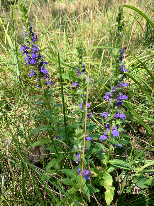 Seed Pack - Great Blue Lobelia (Lobelia siphilitica)