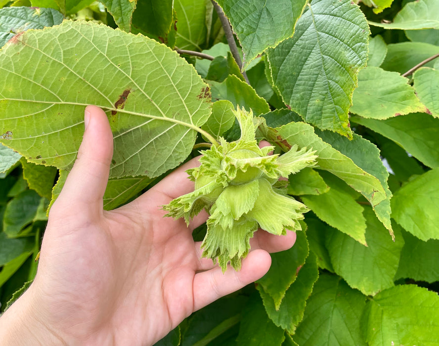 American Hazelnut (Corylus americana)