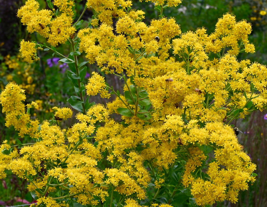 Stiff Goldenrod (Oligoneuron rigidum) 2x2x3" Pot