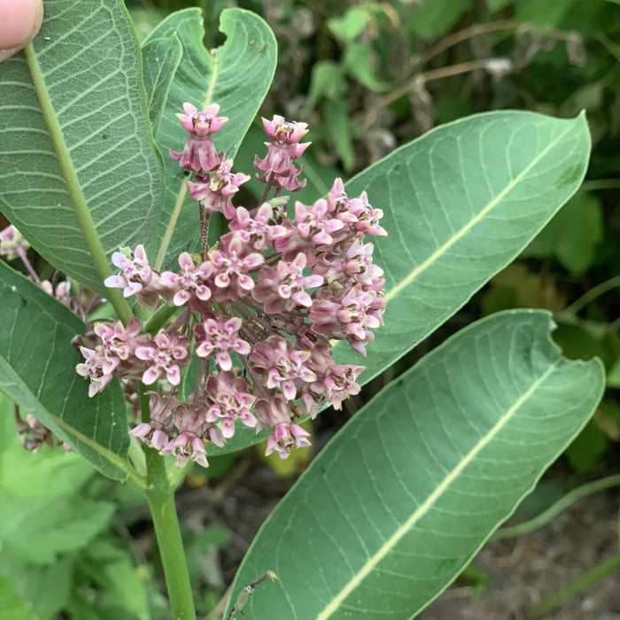 Sullivant's Milkweed (Asclepias sullivantii) 2x2x3" Pot