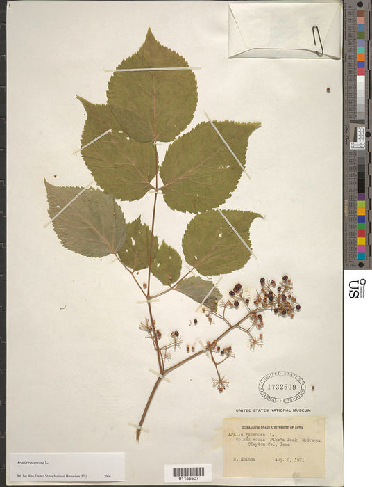 Spikenard (Aralia racemosa)