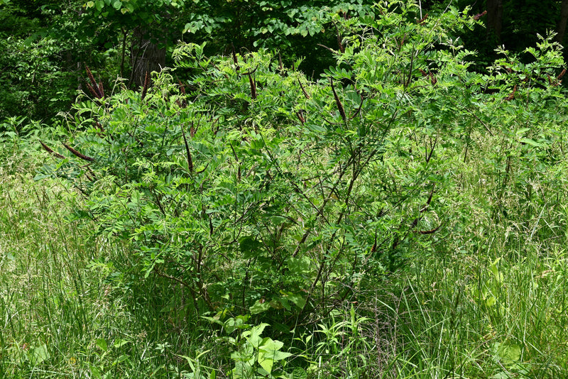 False Indigo Bush (Amorpha fruticosa)