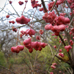 Eastern Wahoo (Euonymus atropurpureus)