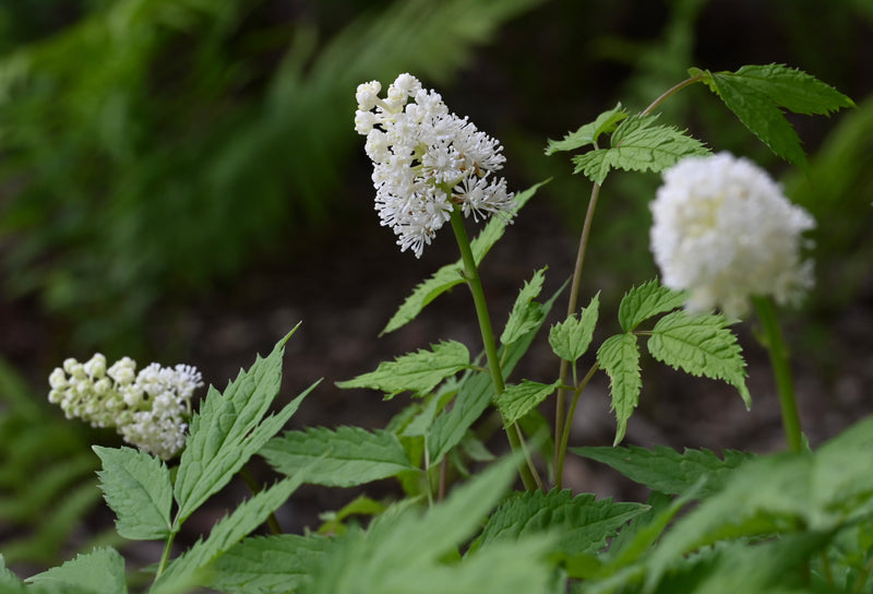 Doll’s Eyes (Actaea pachypoda) SHIPS BEGINNING WEEK OF 12/2