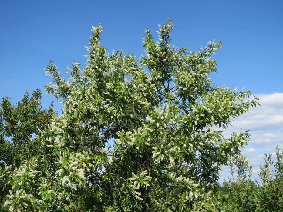 Black Cherry (Prunus serotina)
