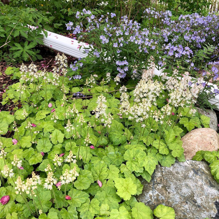 Foamflower (Tiarella cordifolia) BARE ROOT