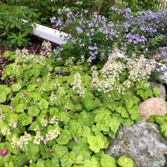 Foamflower (Tiarella cordifolia) BARE ROOT - SHIPS BEGINNING WEEK OF 12/2