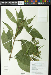 Sweet Joe-pye Weed (Eutrochium purpureum)