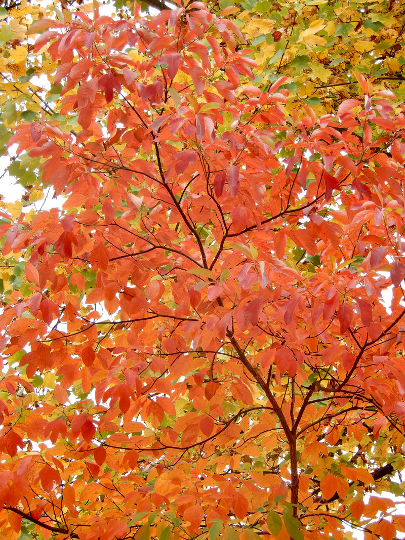 Sassafras (Sassafras albidum)