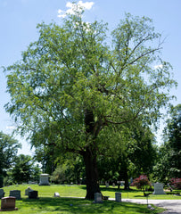 Black Cherry (Prunus serotina)