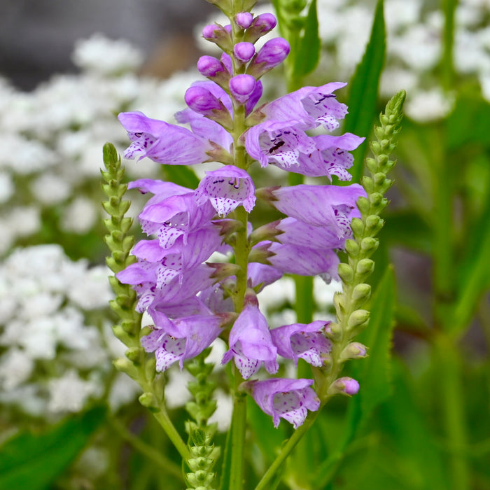 Seed Pack - Obedient Plant (Physostgia virginiana)