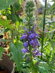 Seed Pack - Great Blue Lobelia (Lobelia siphilitica)