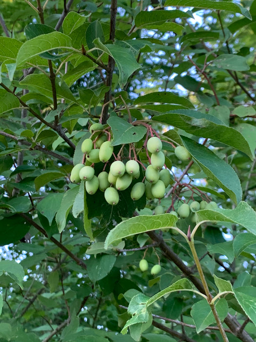 Blackhaw Viburnum (Viburnum prunifolium)