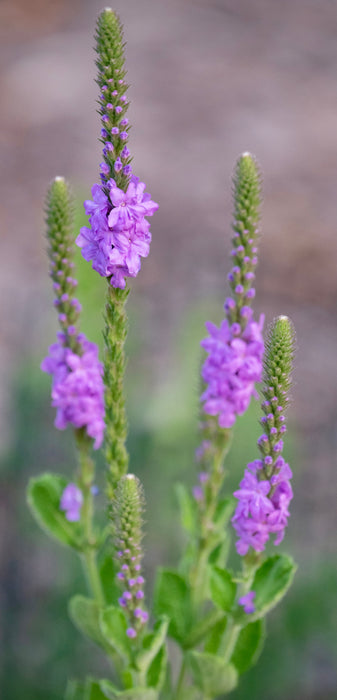 Everwilde Farms - 1 Oz Blue Vervain Native Wildflower Seeds - Gold Everwilde Farms - 1 Oz Blue Vervain Native Wildflower Seeds - Gold