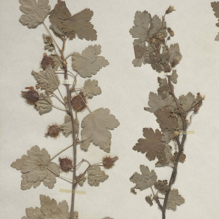 Prickly Gooseberry (Ribes cynosbati)