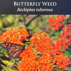 Seed Pack - Butterfly Milkweed (Asclepias tuberosa)