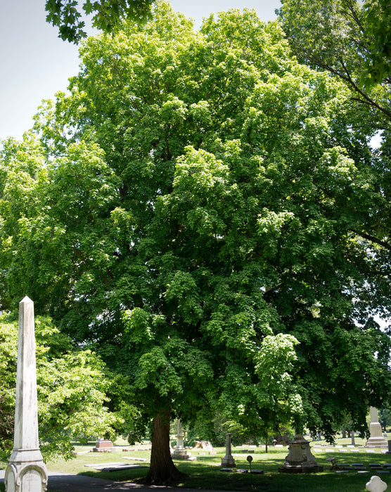 Red Maple (Acer Rubrum)