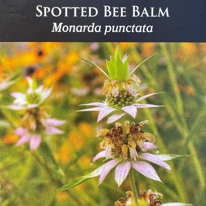 Seed Pack - Spotted Bee Balm (Monarda punctata)