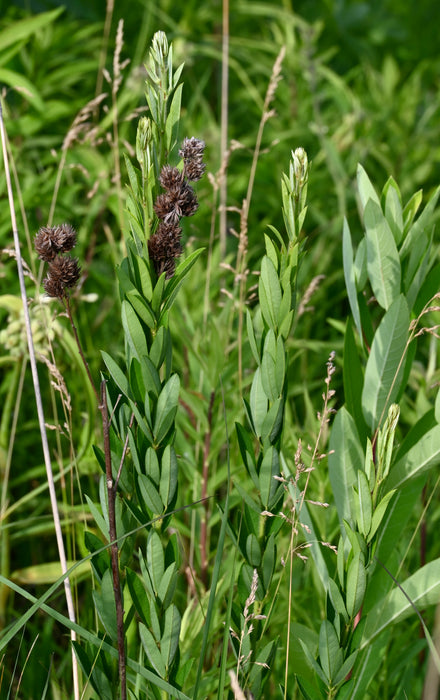 Round-headed Bush Clover (Lespedeza capitata) 2x2x3" Pot