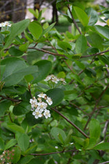 Black Chokeberry (Aronia melanocarpa)