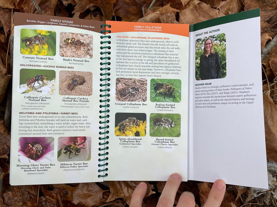 Common Native Bees of the Eastern United States by Heather Holm