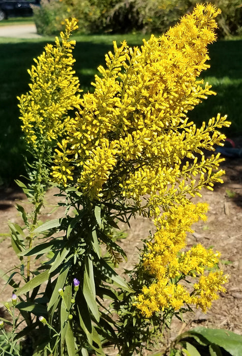 Showy Goldenrod (Solidago speciosa) 1 GAL