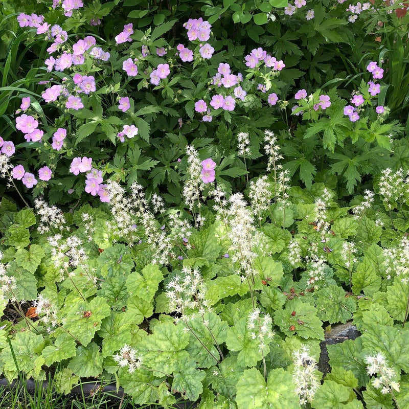 Foamflower (Tiarella cordifolia) BARE ROOT - SHIPS BEGINNING WEEK OF 12/2