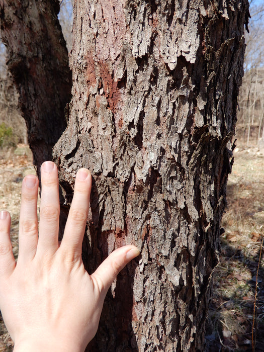 Redbud (Cercis canadensis)
