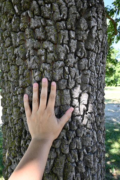 American Persimmon (Diospyros virginiana) 1 GAL
