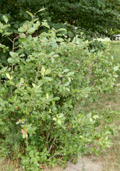 Black Chokeberry (Aronia melanocarpa)