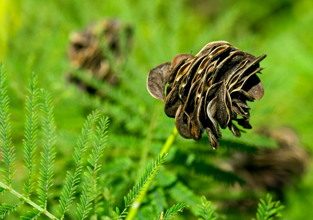 illinois native plant seeds Illinois Bundleflower (Desmanthus illinoensis) — Native Plants Unlimited LLC